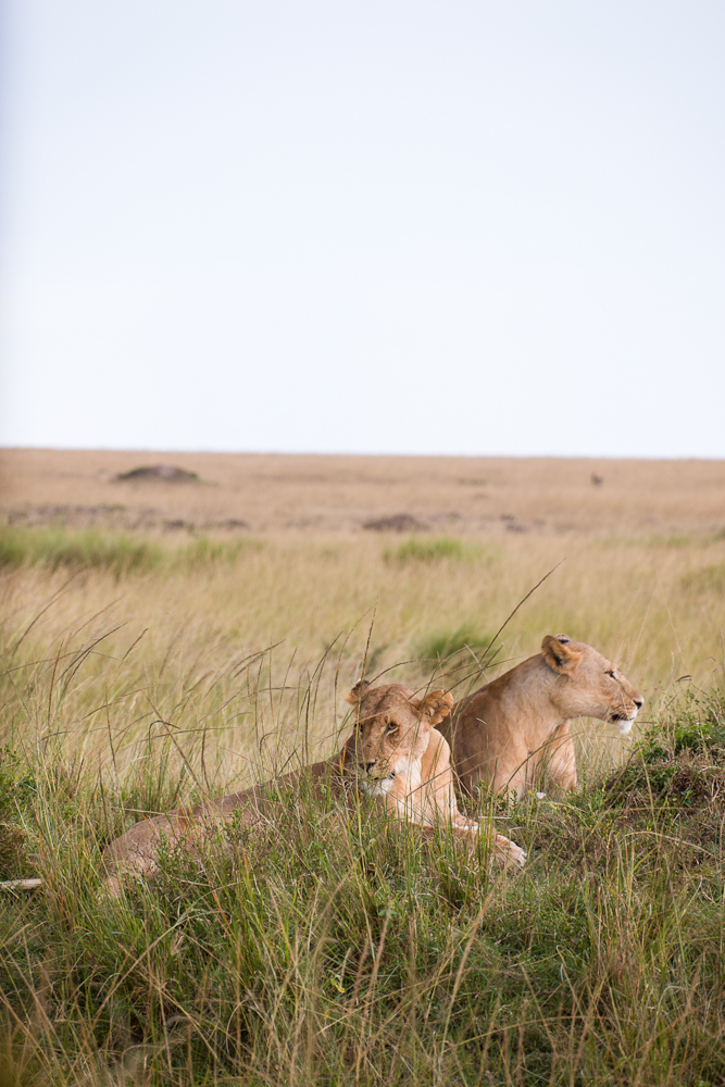 mara